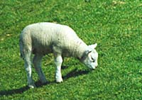 Schaf
