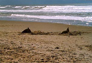 Seehunde